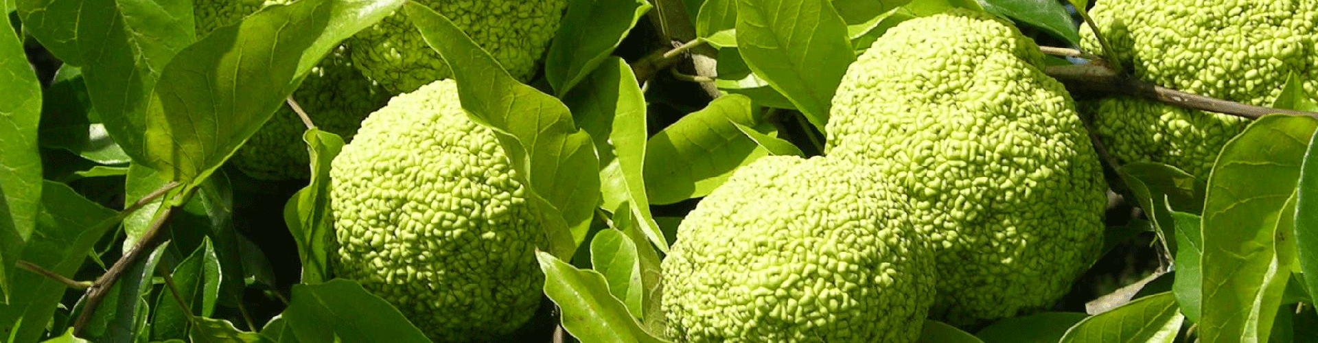 Osage Oranges